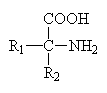 aminokyselina
